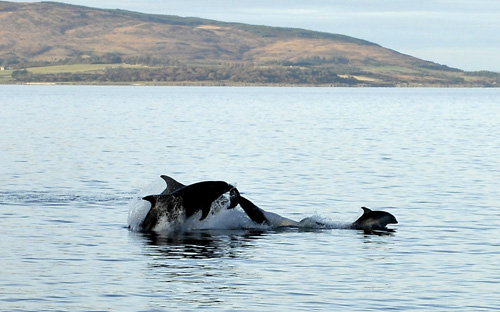 Dolphins, Isle of Arran