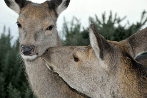 Deer, Isle of Arran