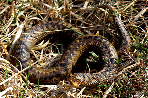 Adder, Isle of Arran