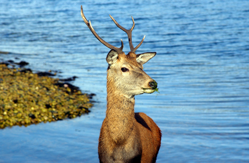 Stag, Isle of Arran