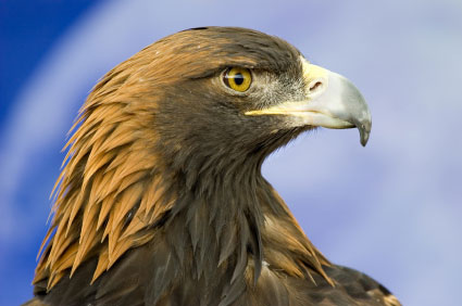 Golden Eagle