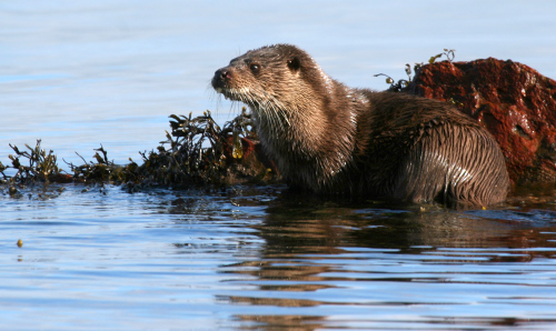 Otter, Isle of Arran